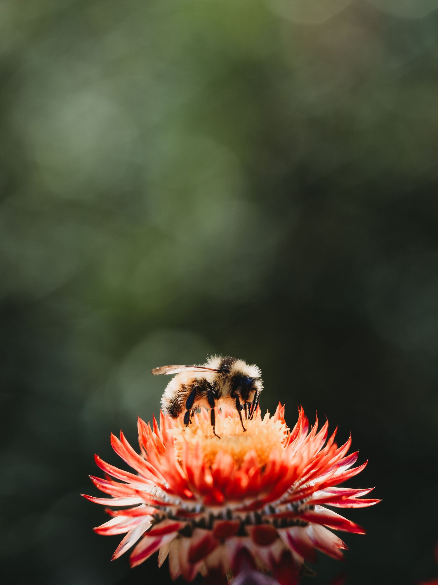 Macro Photographer, Prints available, Alberta Photographer, Creative photographer, flower photography, parkland County photographer