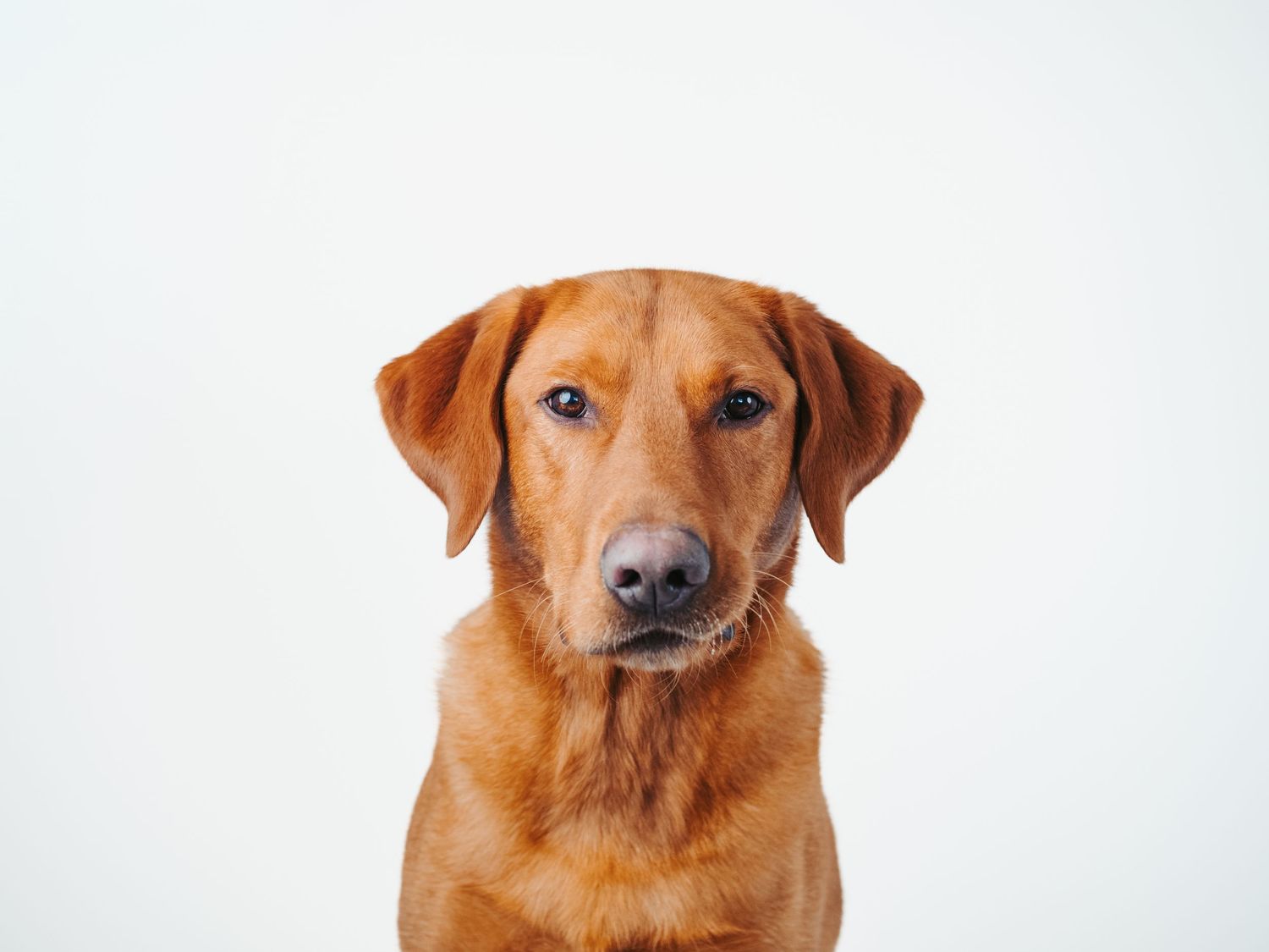 Pet photography Stony Plain - capturing your furry friends.