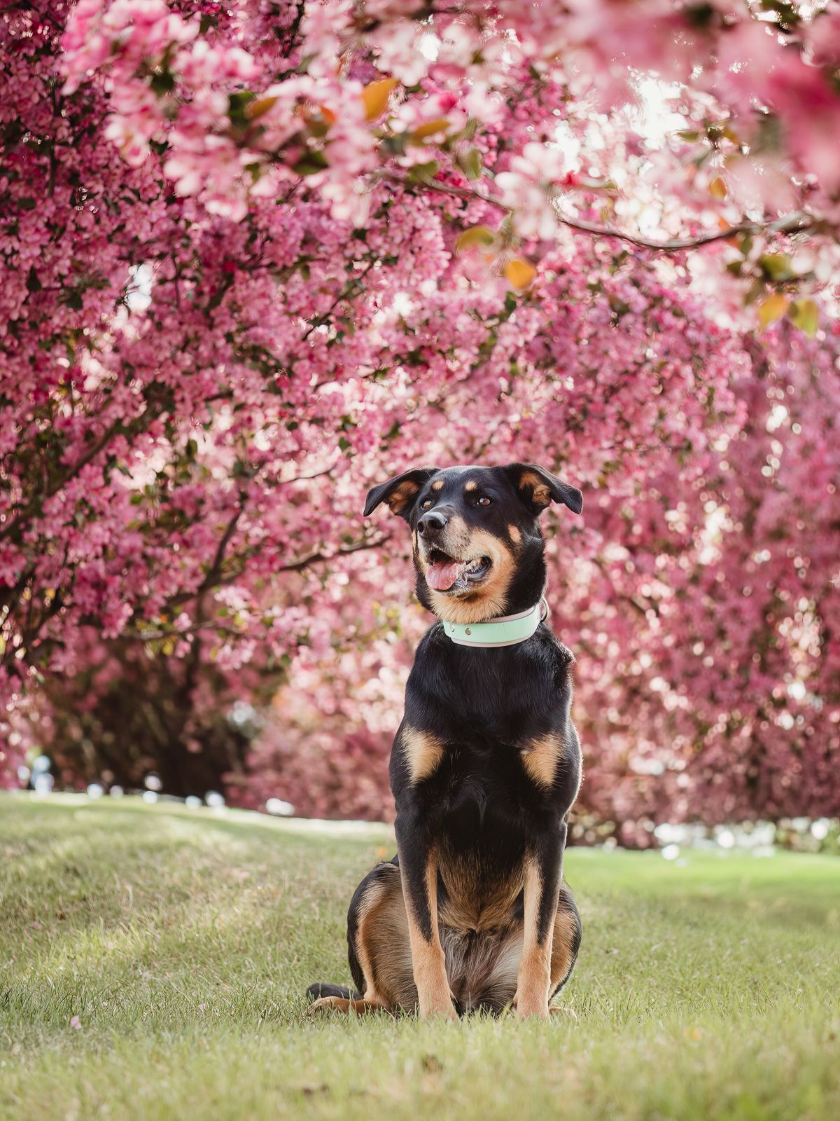 Outdoor dog portrait by Spruce Pet Photographer Coral Konanz