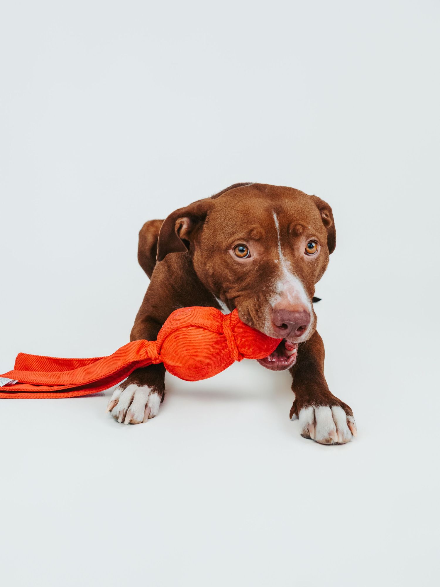 Edmonton pet photographer dog photography Stony Plain Spruce Grove Parkland County pet portraits studio outdoor sessions