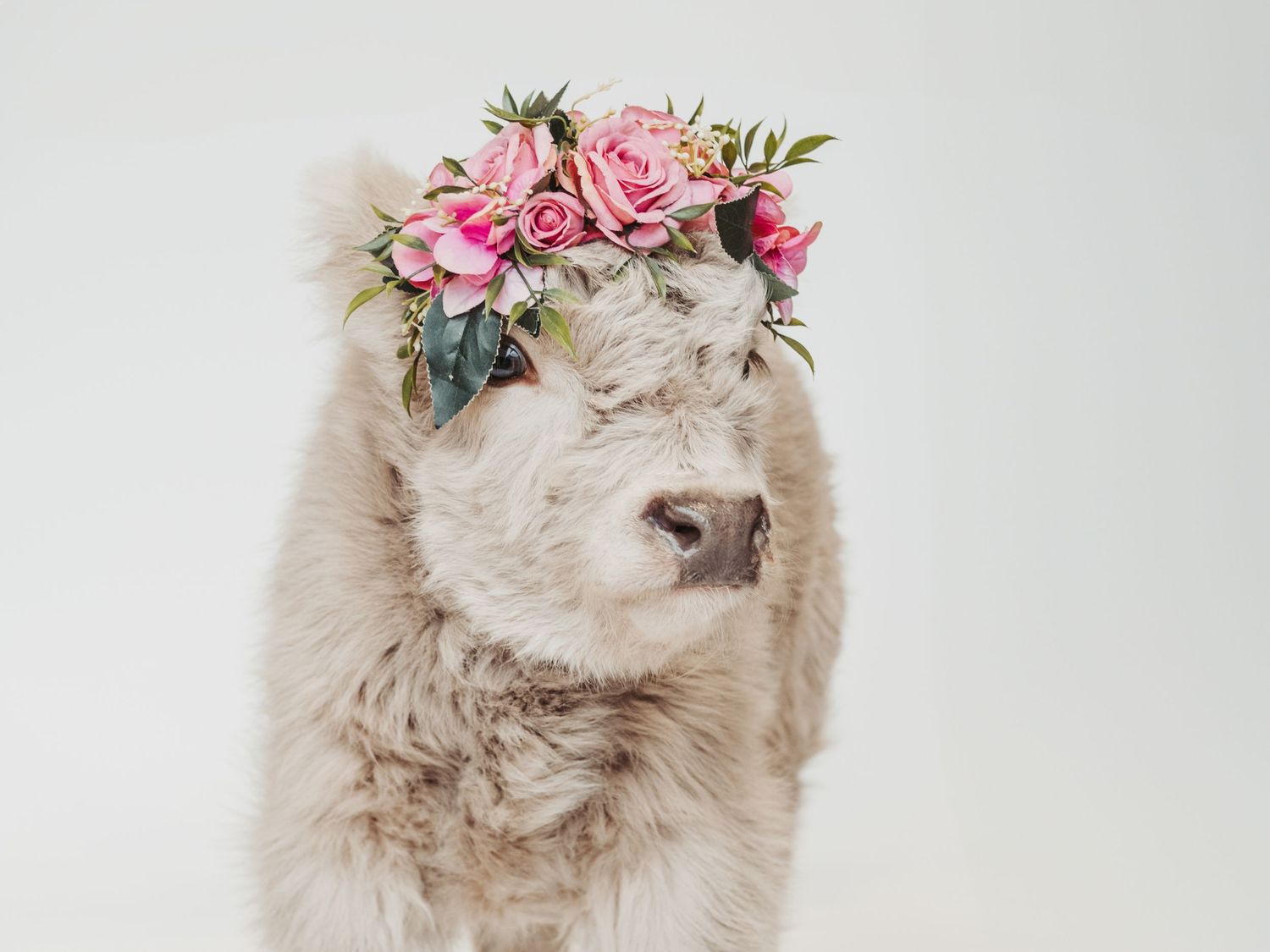 Highland calf portrait captured by spruce grove photographer coral konanz