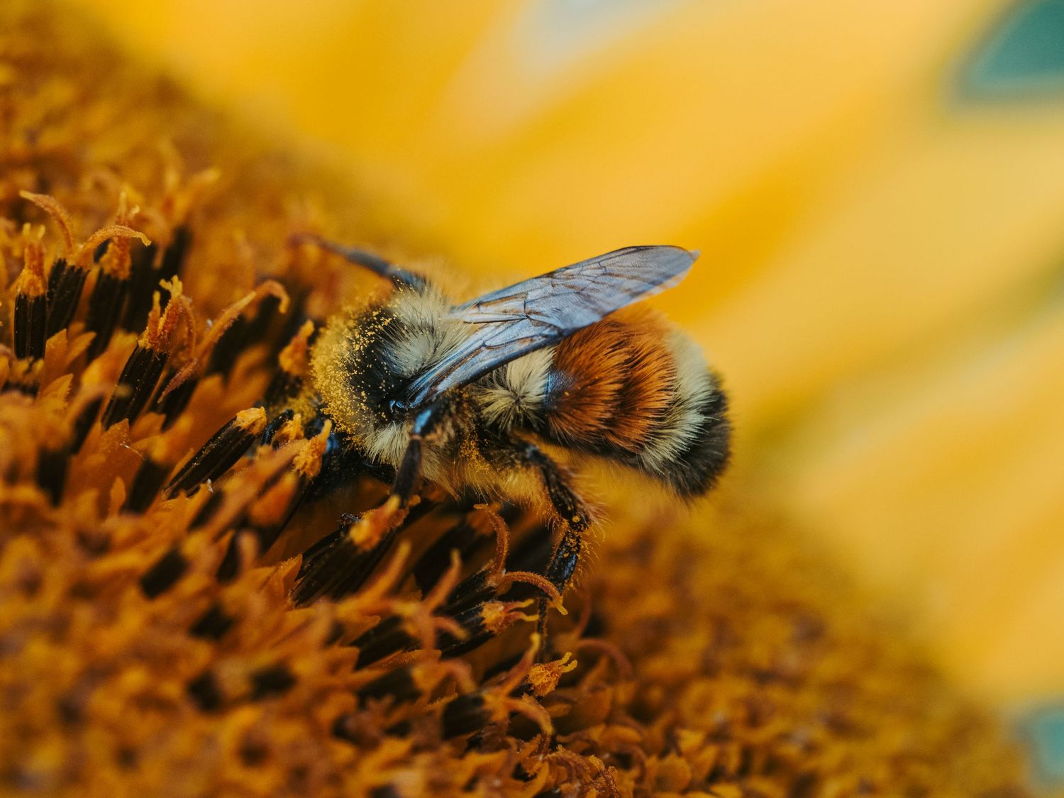 Macro Photographer, Prints available, Alberta Photographer, Creative photographer, flower photography, parkland County photographer