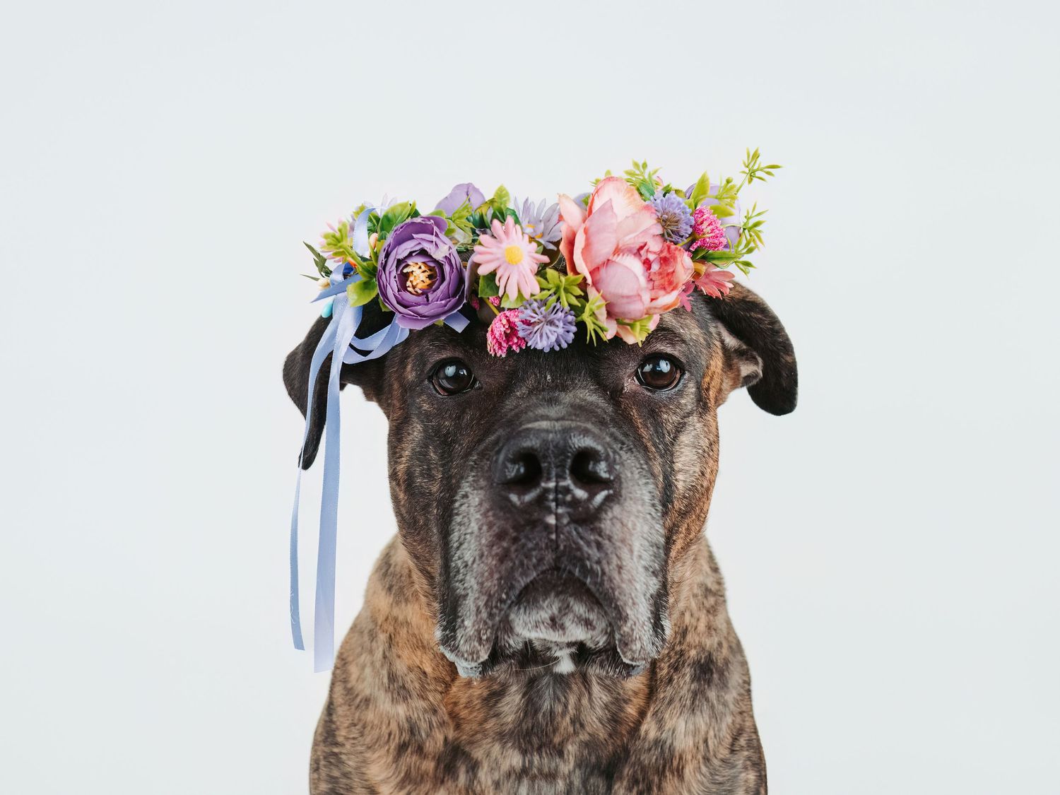 Edmonton pet photographer dog photography Stony Plain Spruce Grove Parkland County pet portraits studio outdoor sessions