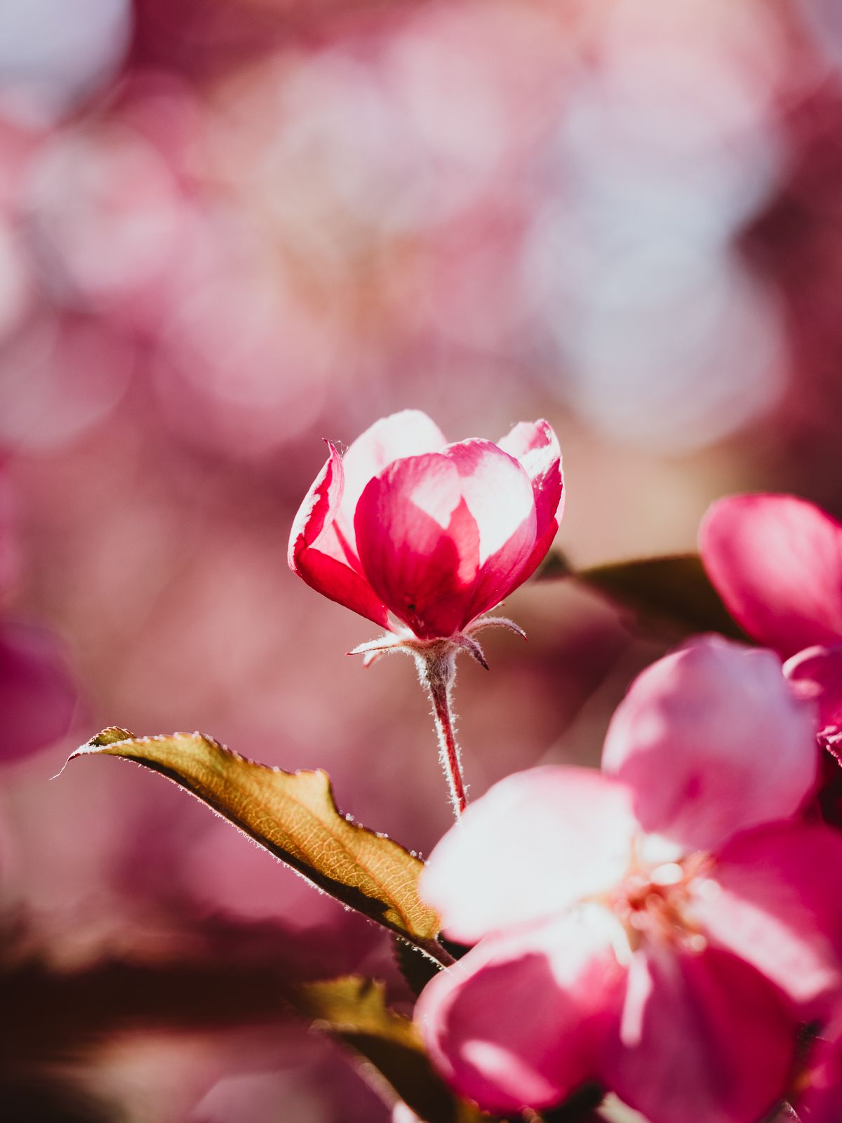 Macro Photographer, Prints available, Alberta Photographer, Creative photographer, flower photography, parkland County photographer