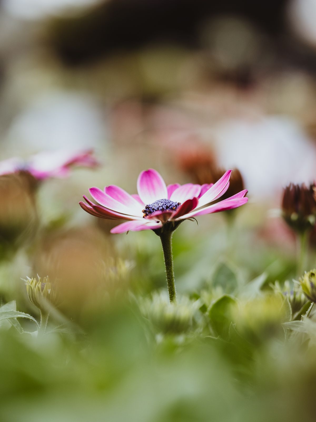 Macro Photographer, Prints available, Alberta Photographer, Creative photographer, flower photography, parkland County photographer