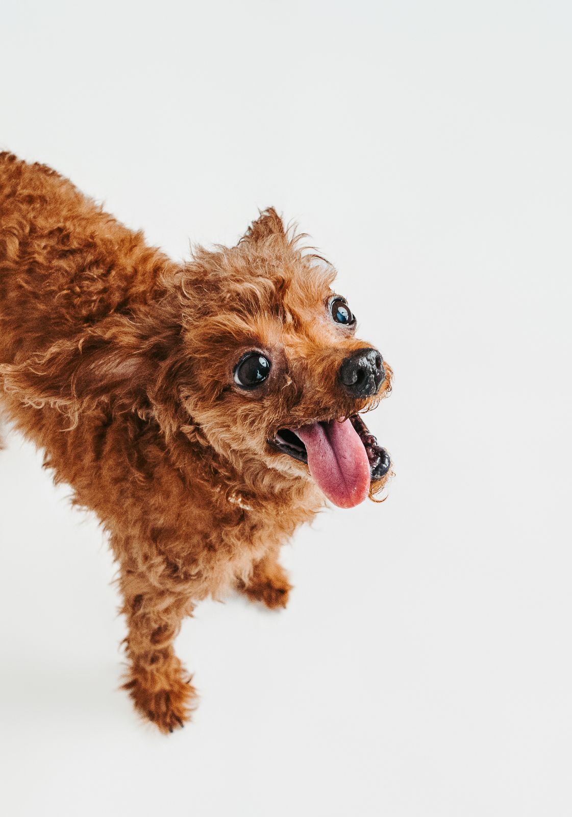 Edmonton pet photographer dog photography Stony Plain Spruce Grove Parkland County pet portraits studio outdoor sessions