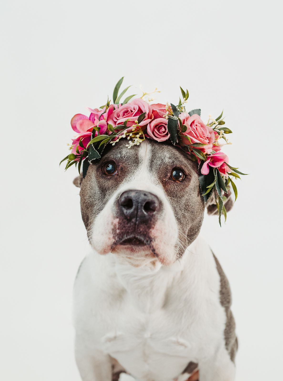 Professional pit bull dog photography in Stony Plain Alberta studio