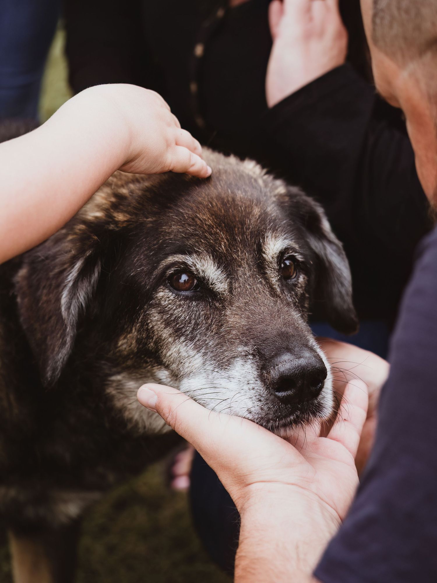 Rainbow Bridge portrait celebrating a lifetime of memories by Spruce Grove pet photographer coral konanz