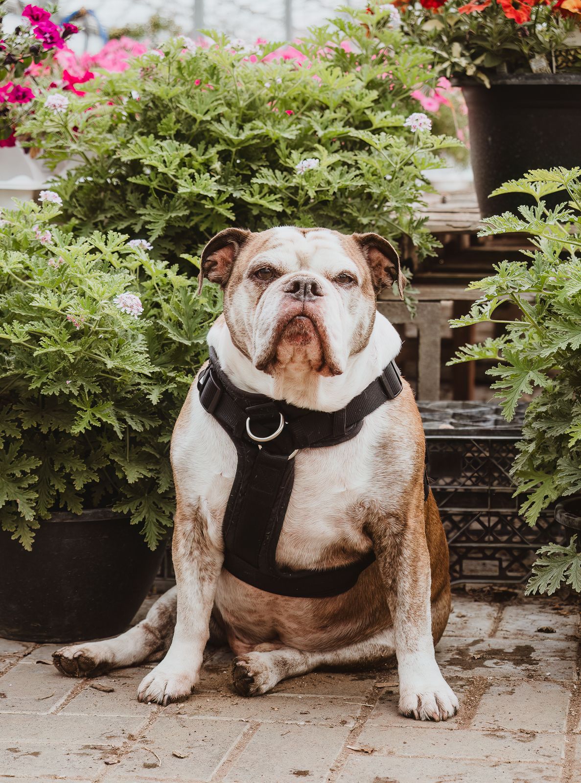 Outdoor dog portrait by Spruce Pet Photographer Coral Konanz