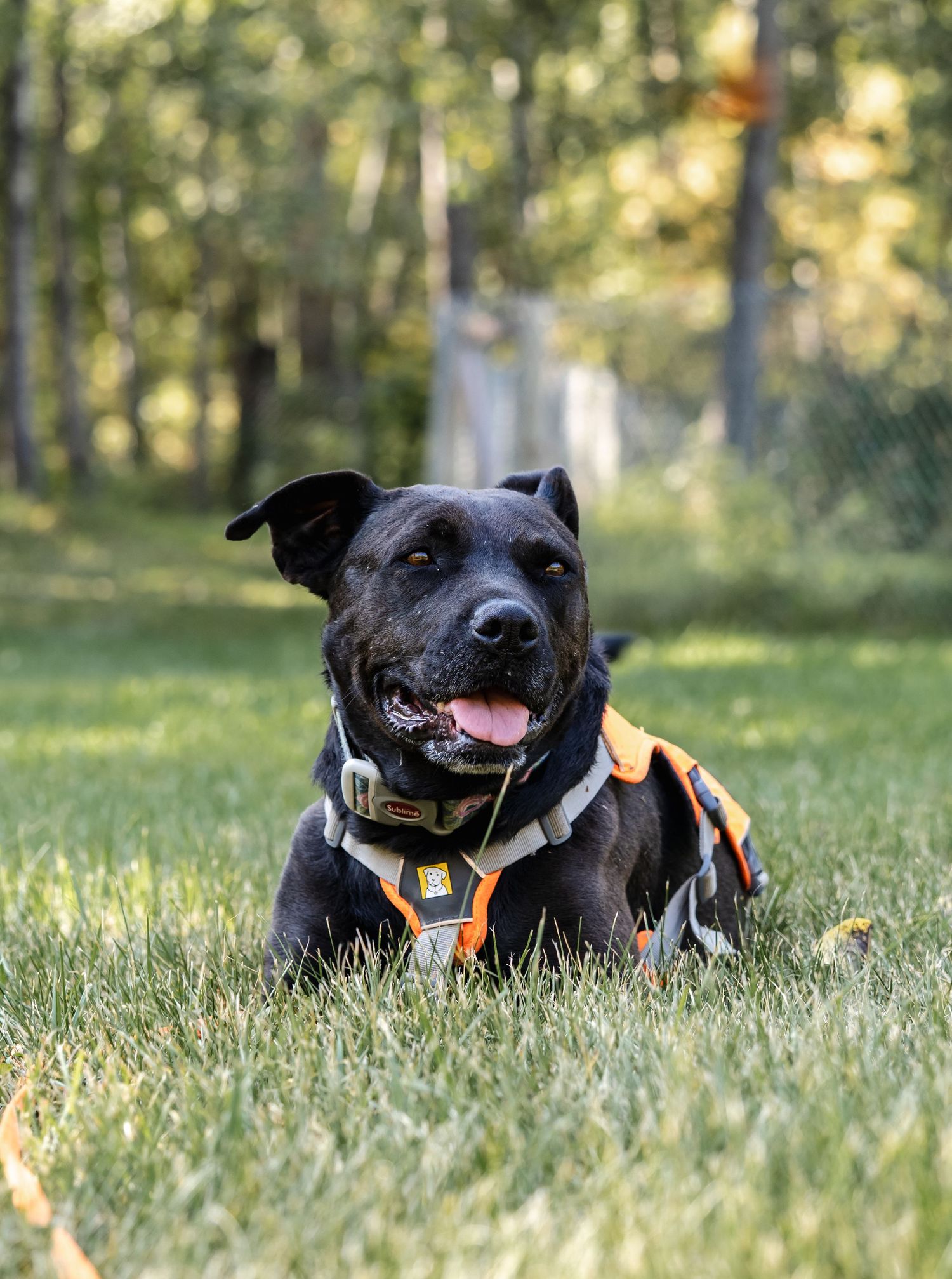 Rescue dog portrait captured by Edmonton pet photographer to help adoptable dogs from HART find loving homes.