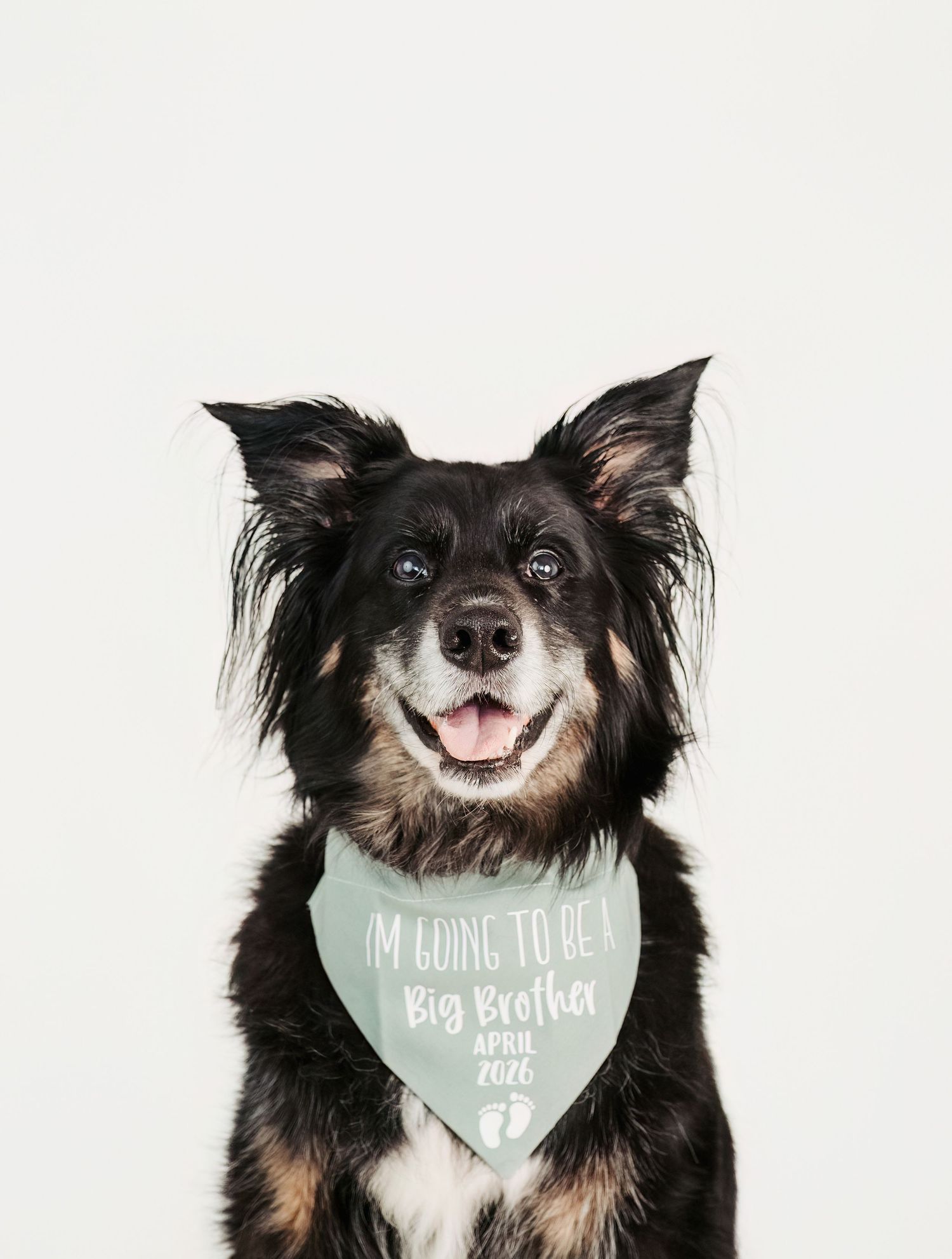 Professional dog portrait in studio by Edmonton pet photographer Coral Konanz
