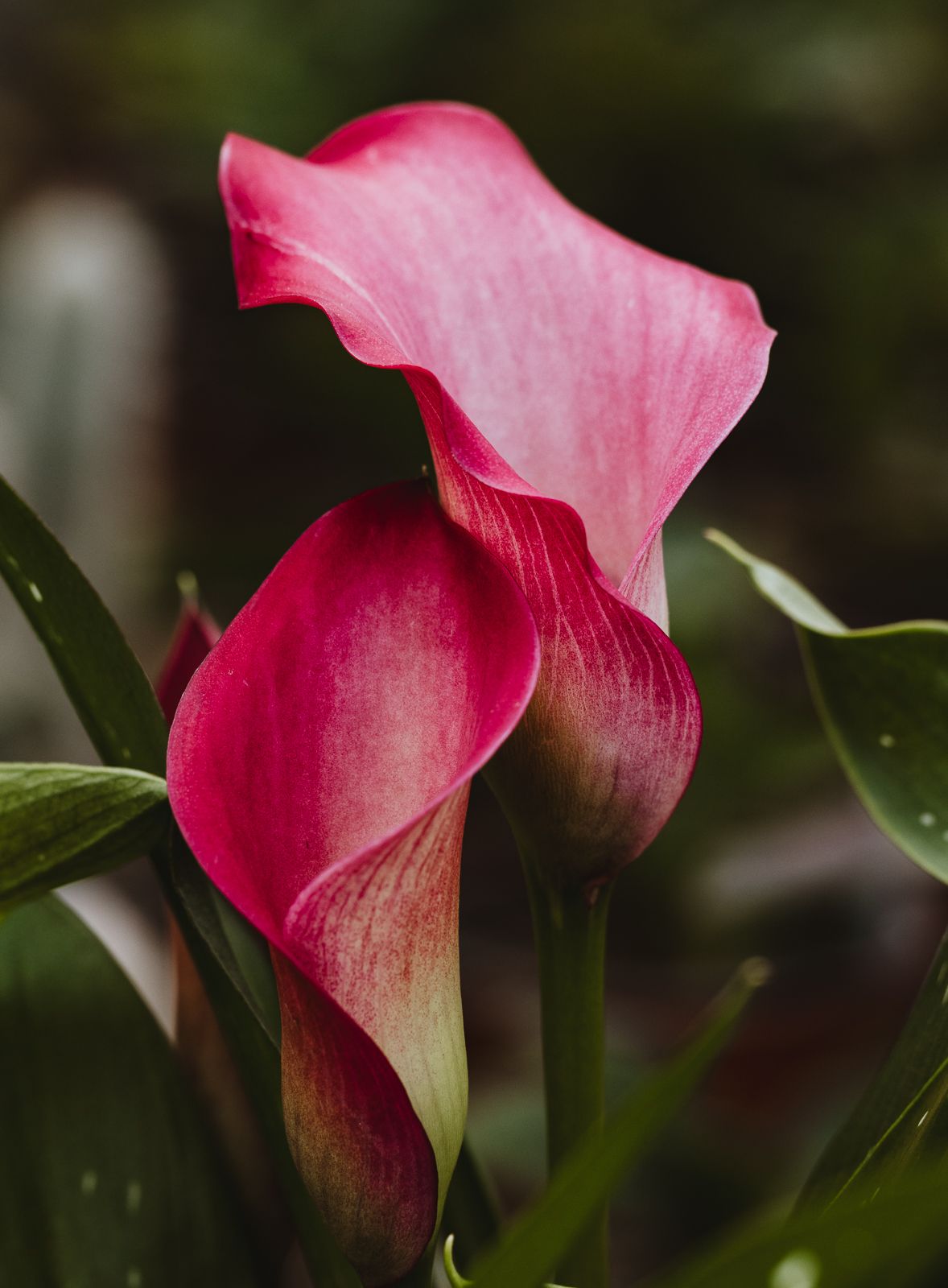 Macro Photographer, Prints available, Alberta Photographer, Creative photographer, flower photography, parkland County photographer