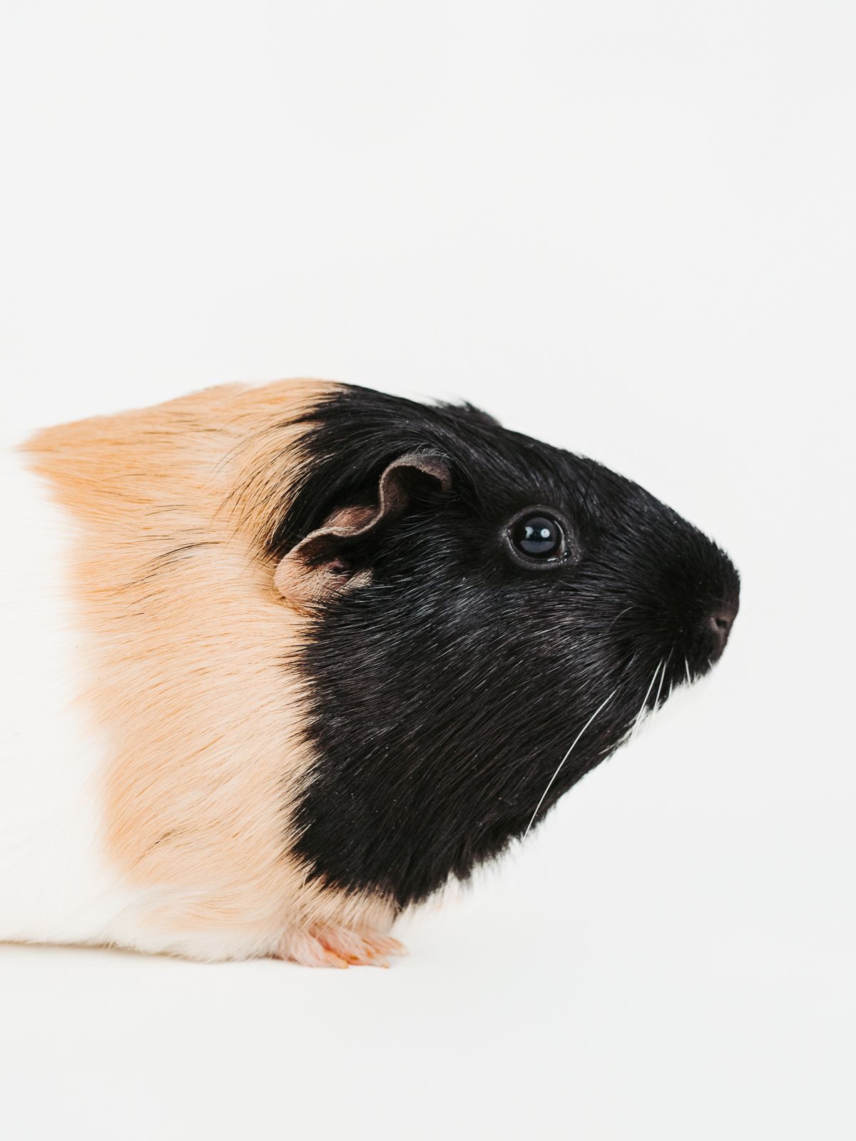 Guines pig photographed in a studio pet portrait session, by stony plain pet photographer coral konanz