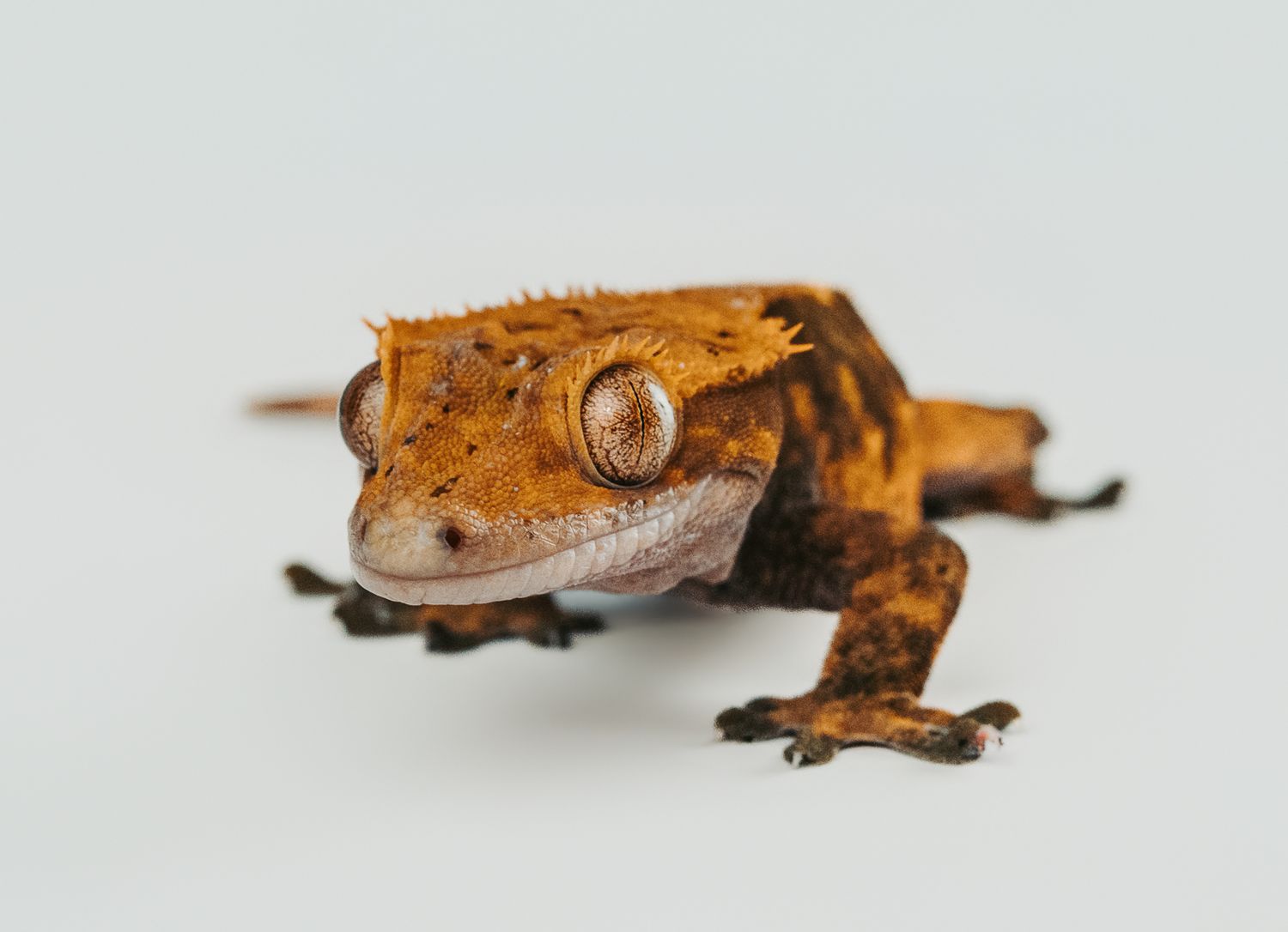 gecko photographed in a studio pet portrait session, by stony plain pet photographer coral konanz