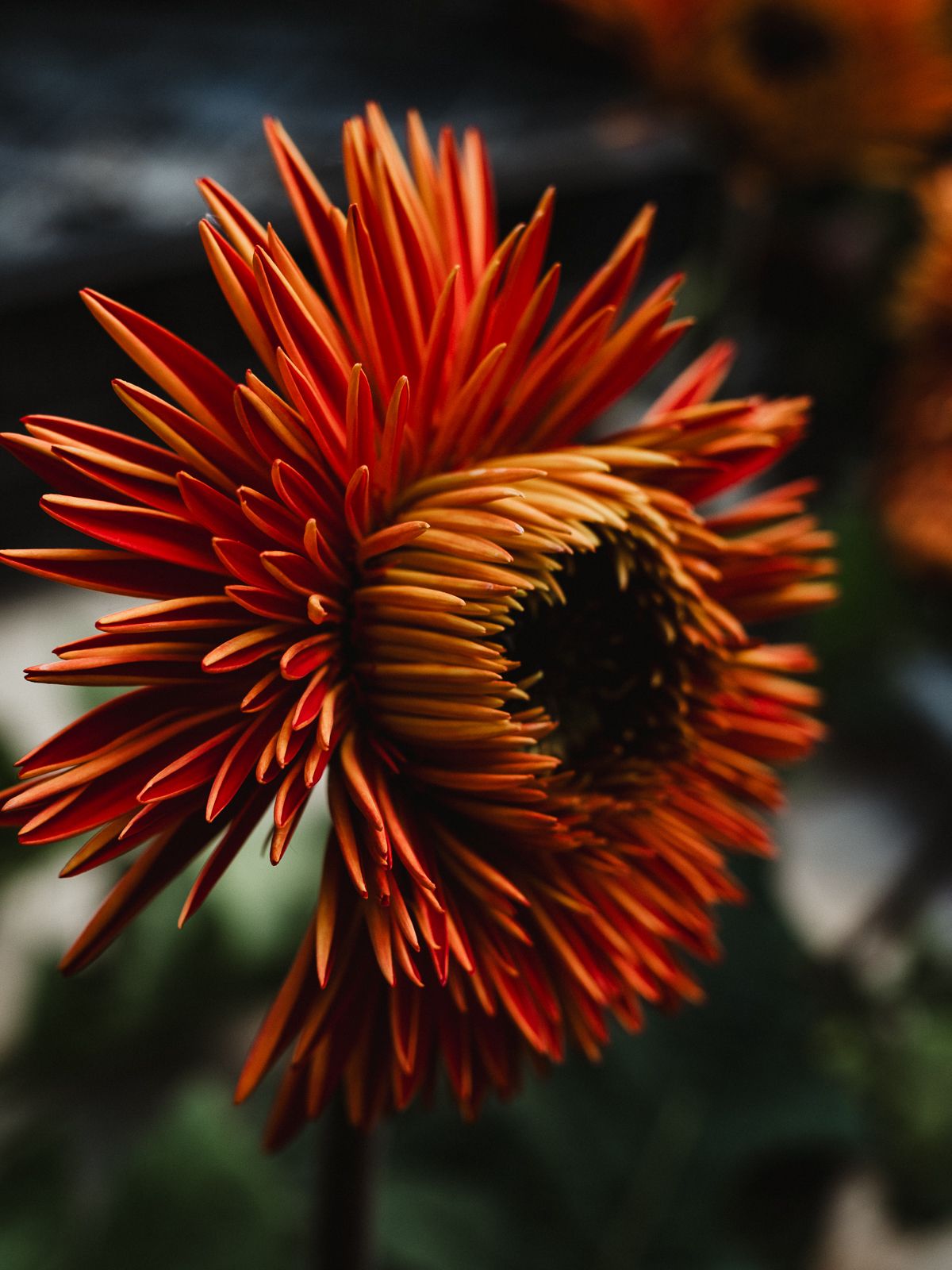Macro Photographer, Prints available, Alberta Photographer, Creative photographer, flower photography, parkland County photographer