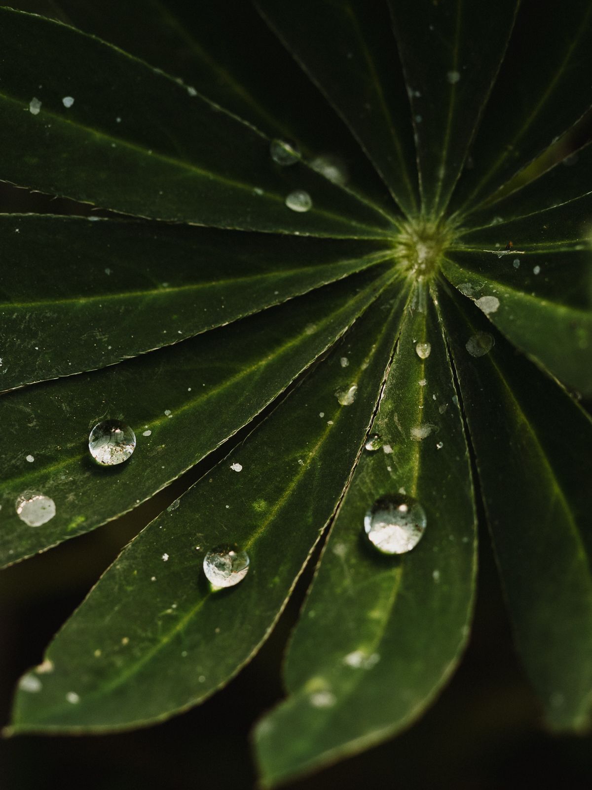 Macro Photographer, Prints available, Alberta Photographer, Creative photographer, flower photography, parkland County photographer