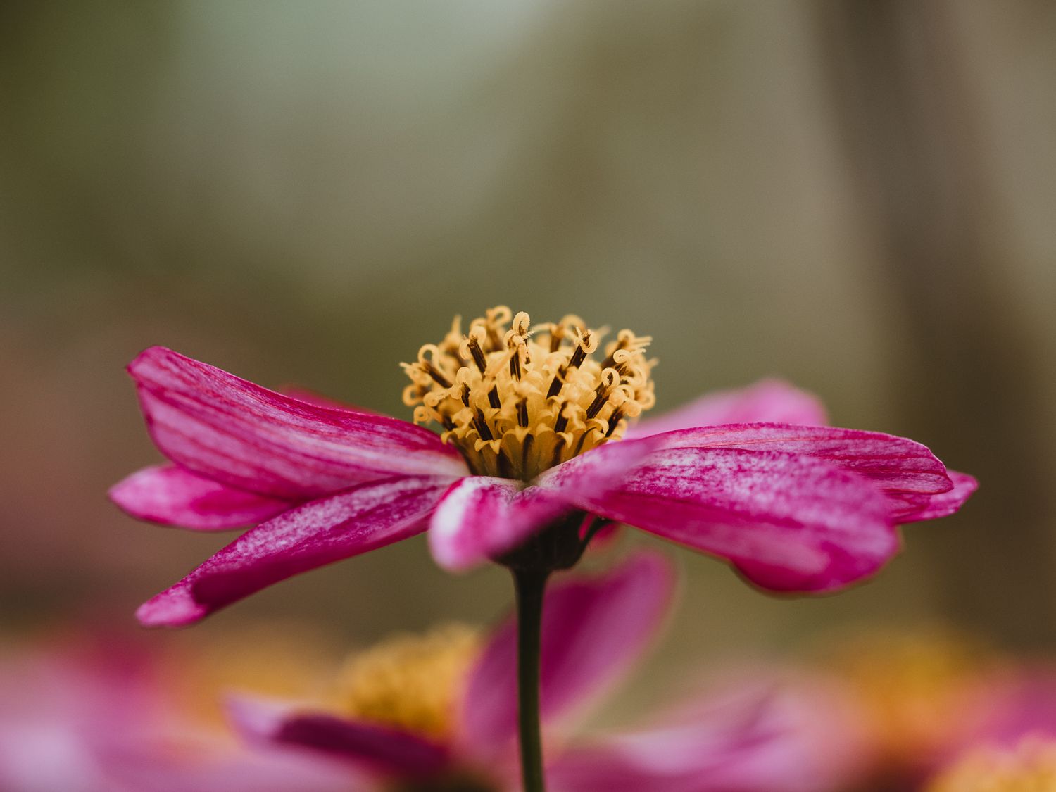 Macro Photographer, Prints available, Alberta Photographer, Creative photographer, flower photography, parkland County photographer