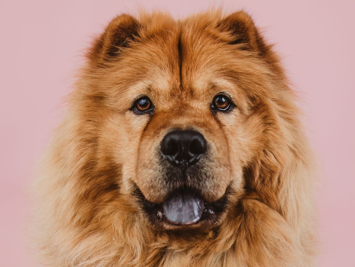 Professional dog portrait in studio by Edmonton pet photographer Coral Konanz