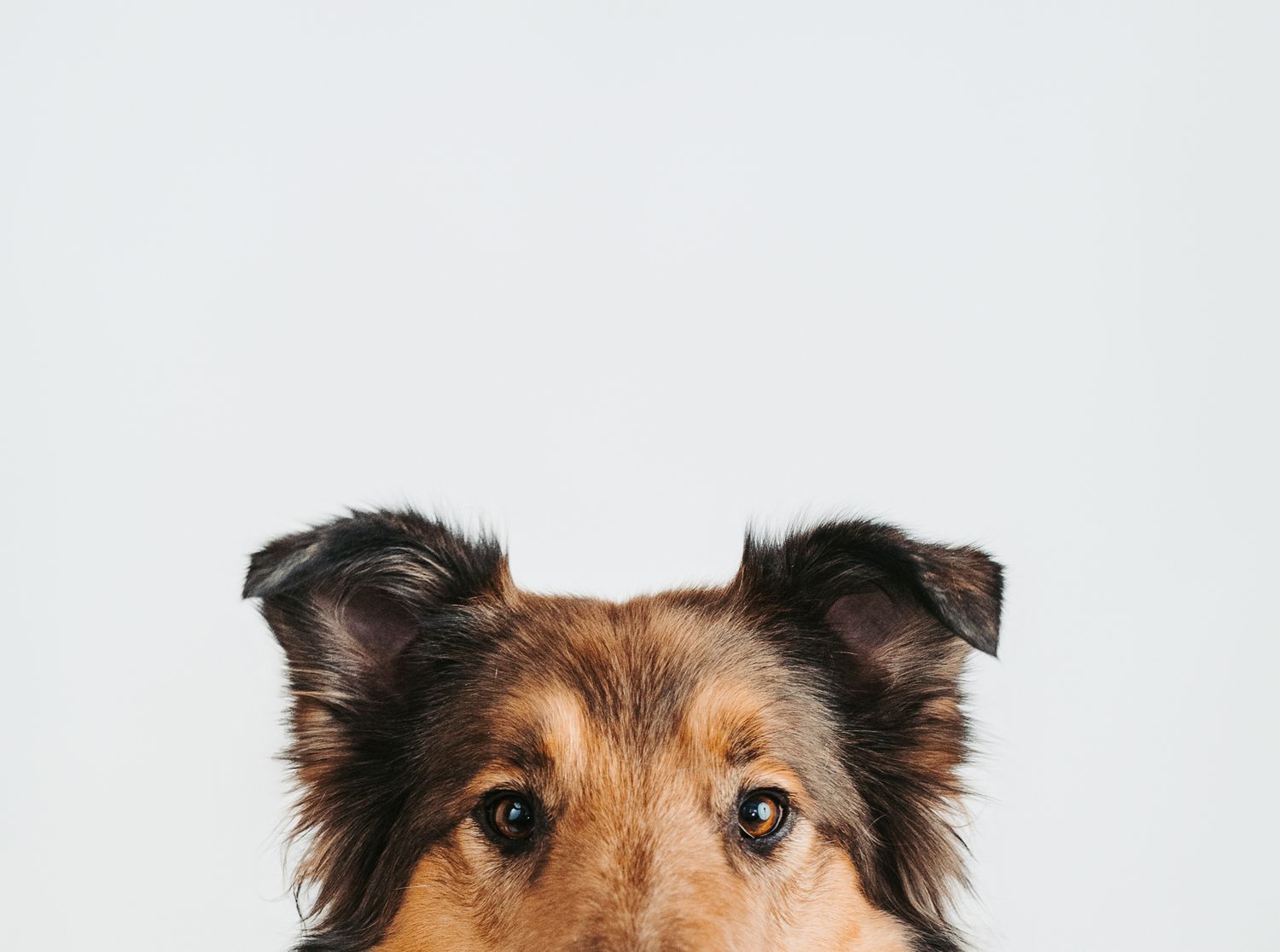 Professional dog portrait in studio by Edmonton pet photographer Coral Konanz