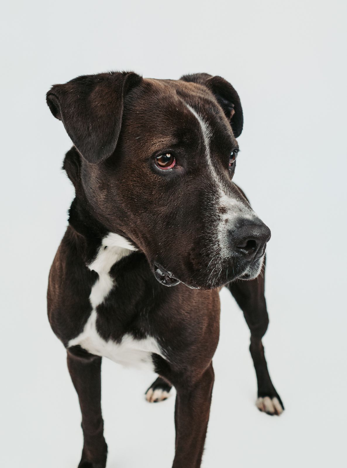 Adoptable rescue dog photographed in studio to help find a forever home in Edmonton Alberta through Pit Bulls for Life rescue.