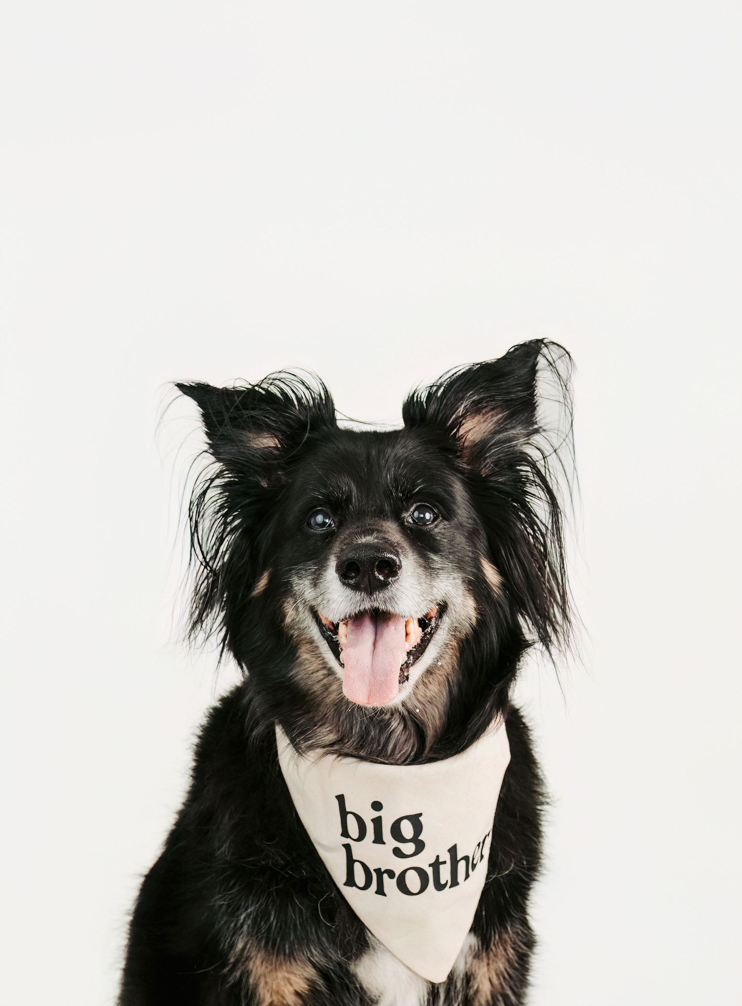Edmonton area pet photographer capturing dogs, families and boudoir portraits in Stony Plain, Spruce Grove and Parkland County.