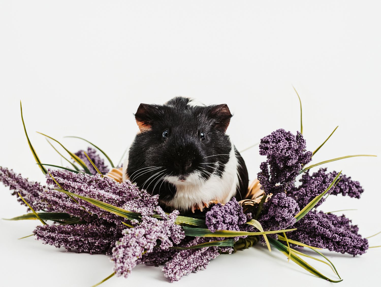 Guines pig photographed in a studio pet portrait session, by stony plain pet photographer coral konanz