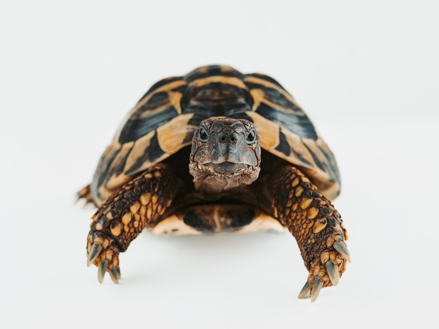 tortise photographed in a studio pet portrait session, by stony plain pet photographer coral konanz