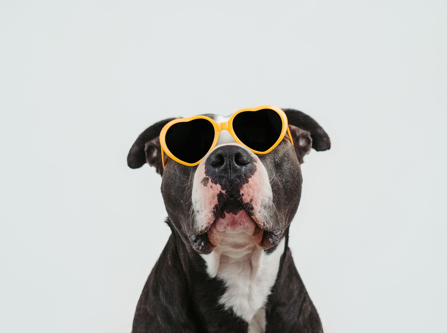 Adoptable rescue dog photographed in studio to help find a forever home in Edmonton Alberta through Pit Bulls for Life rescue.
