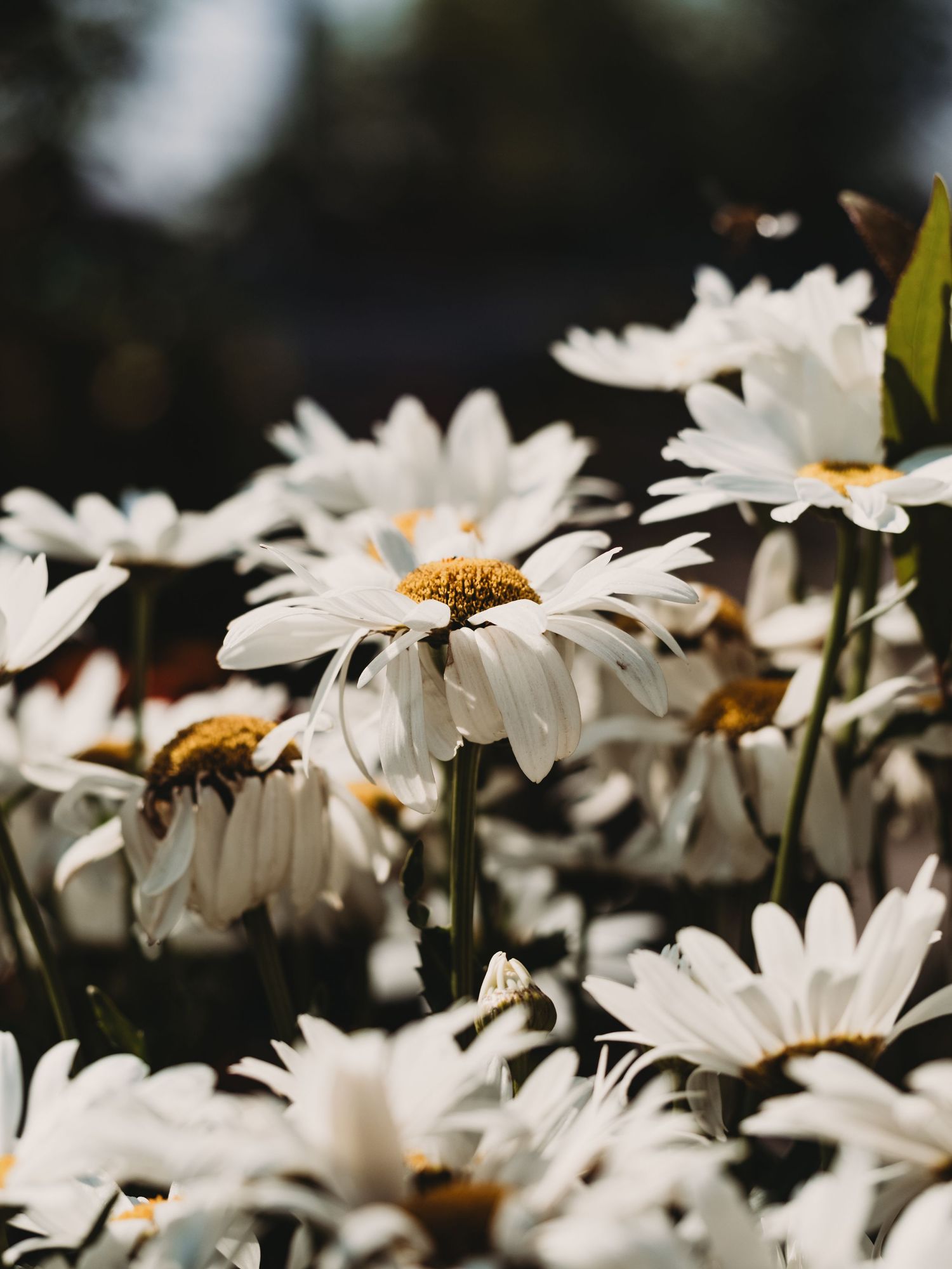 Macro Photographer, Prints available, Alberta Photographer, Creative photographer, flower photography, parkland County photographer
