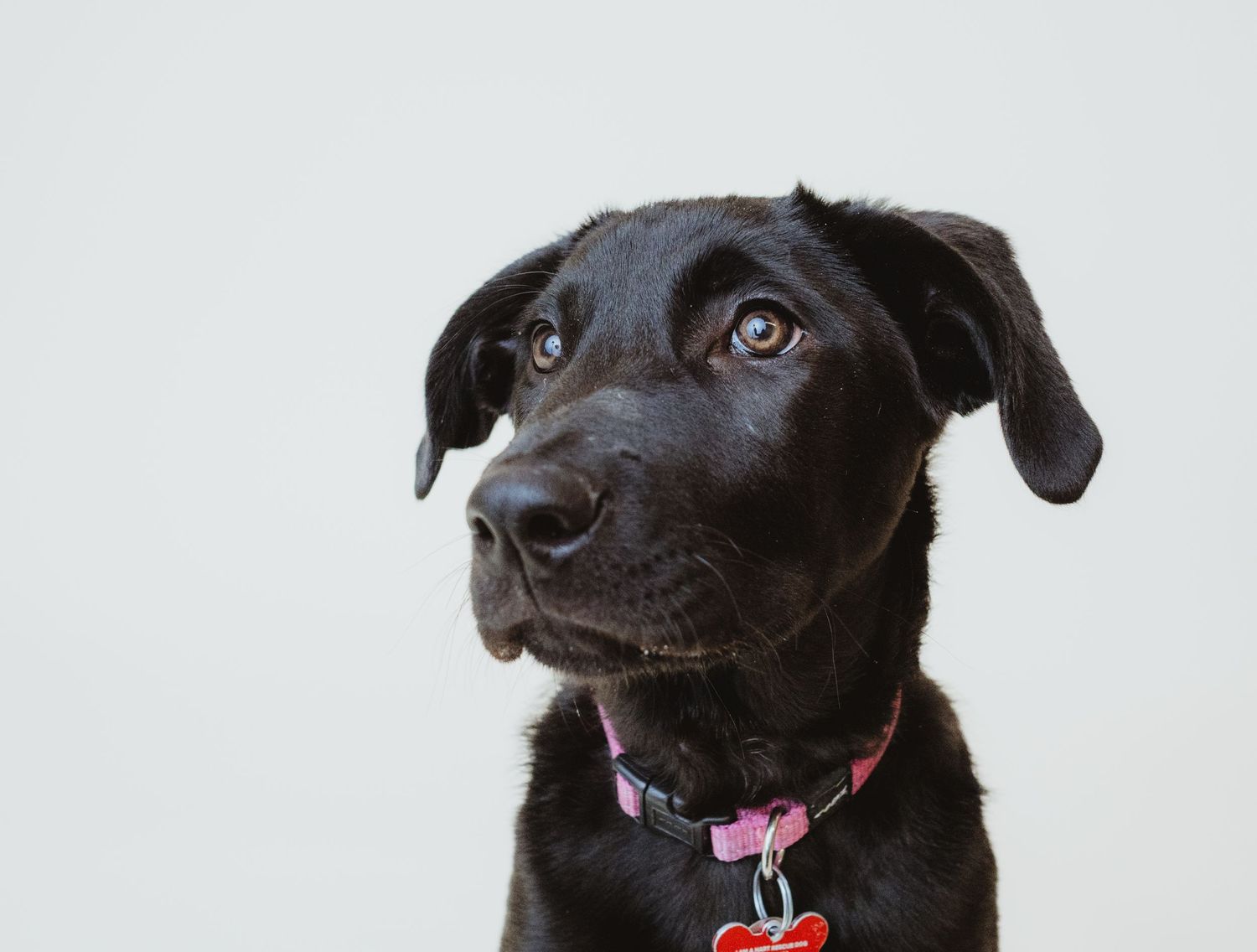 Rescue dog portrait captured by Edmonton pet photographer to help adoptable dogs from HART find loving homes.