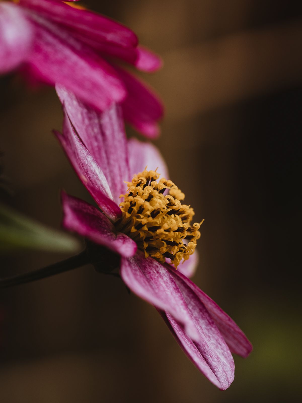 Macro Photographer, Prints available, Alberta Photographer, Creative photographer, flower photography, parkland County photographer