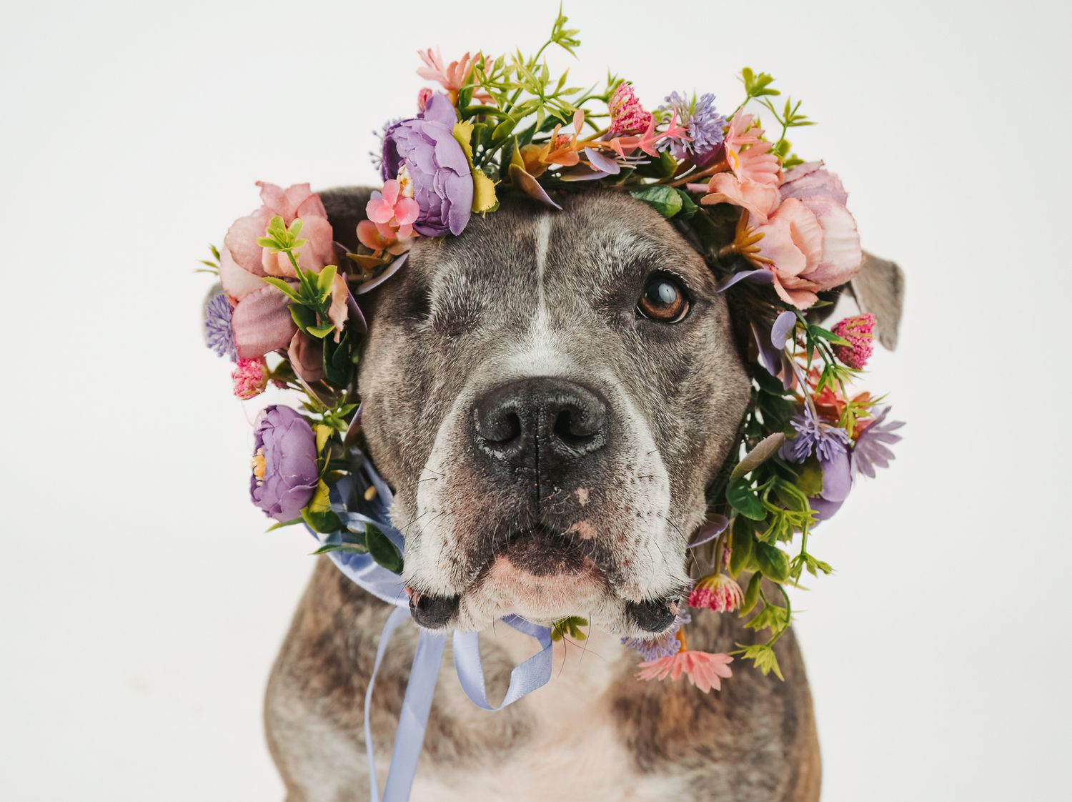 Adoptable rescue dog photographed in studio to help find a forever home in Edmonton Alberta through Pit Bulls for Life rescue.