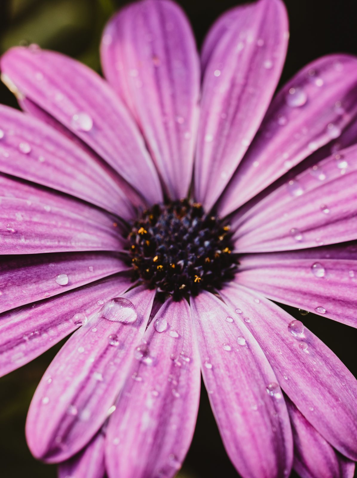 Macro Photographer, Prints available, Alberta Photographer, Creative photographer, flower photography, parkland County photographer