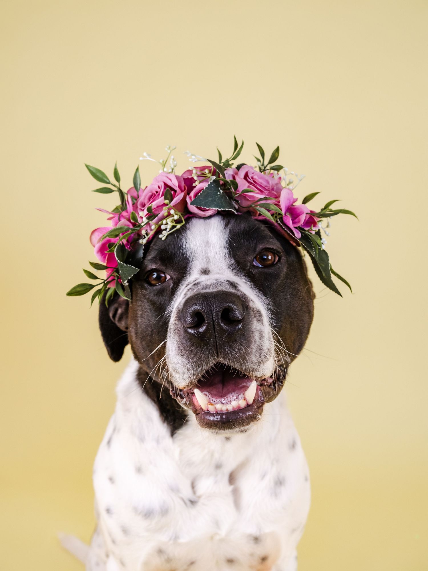 Adoptable rescue dog photographed in studio to help find a forever home in Edmonton Alberta through Pit Bulls for Life rescue.