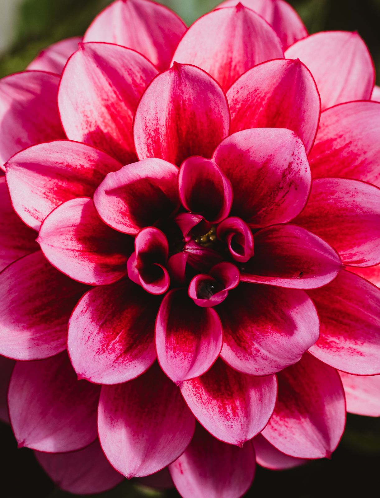 Macro Photographer, Prints available, Alberta Photographer, Creative photographer, flower photography, parkland County photographer