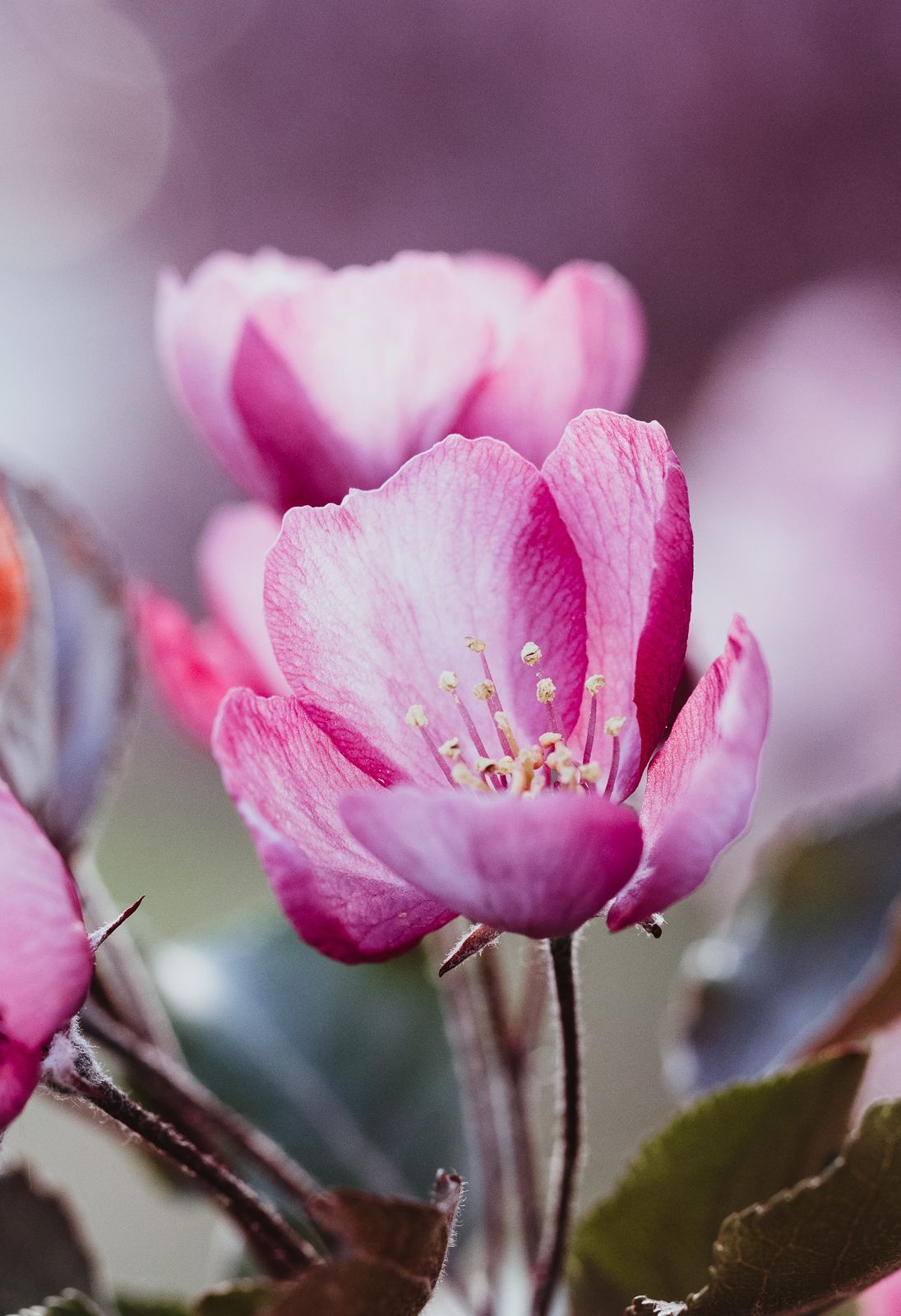 Macro Photographer, Prints available, Alberta Photographer, Creative photographer, flower photography, parkland County photographer