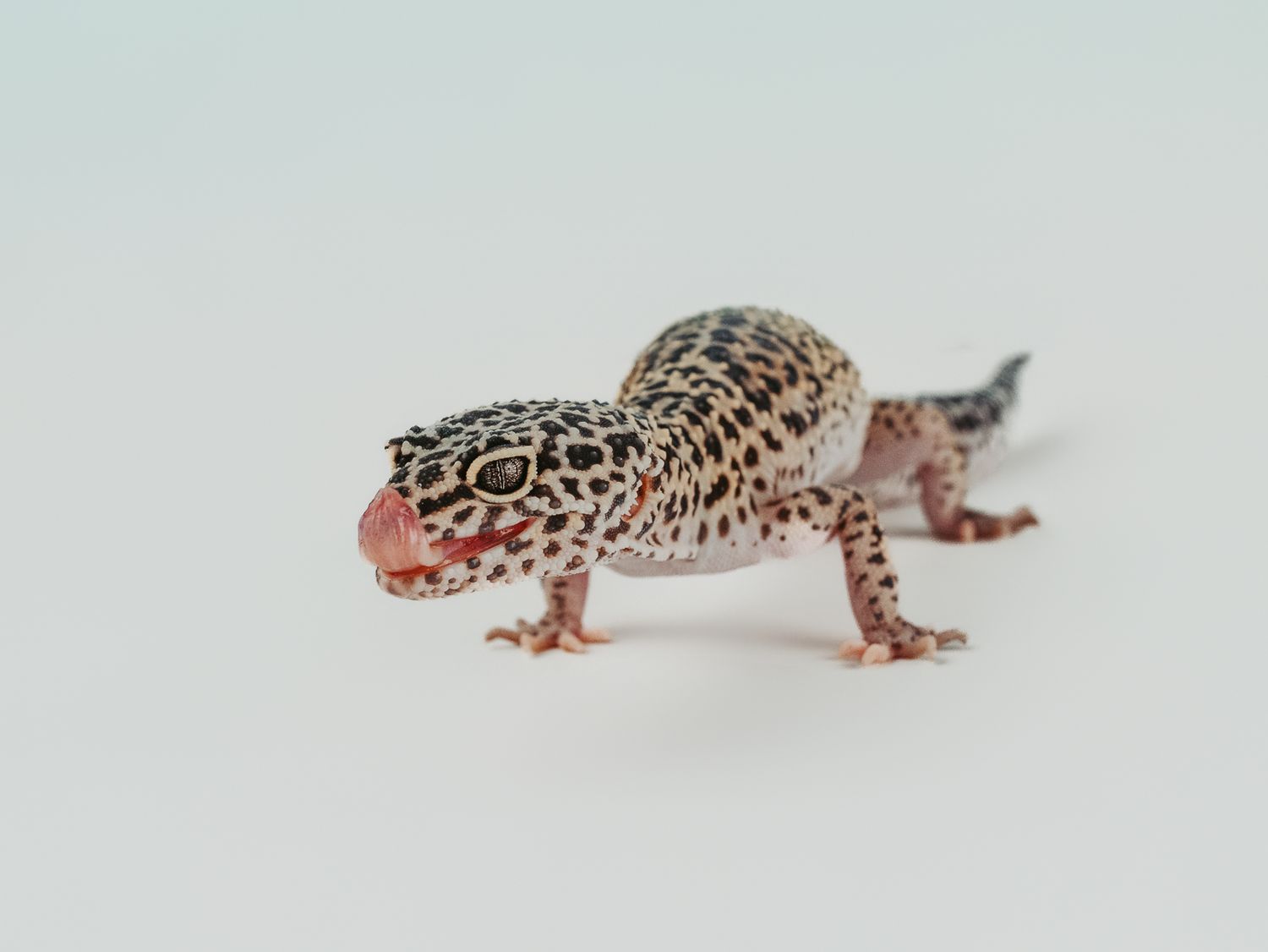 gecko photographed in a studio pet portrait session, by stony plain pet photographer coral konanz