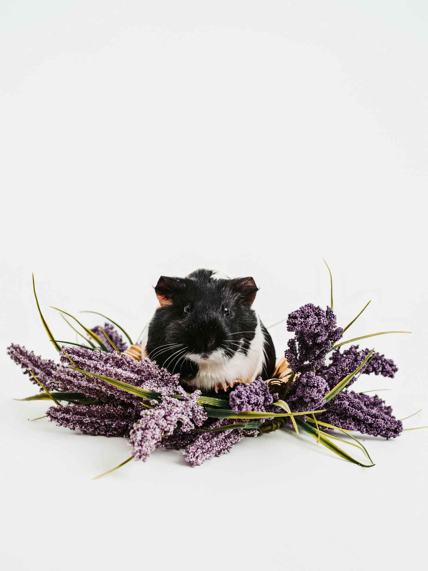 Spruce Grove and Stony Plain photographer capturing pets, families and boudoir sessions across the Edmonton area.