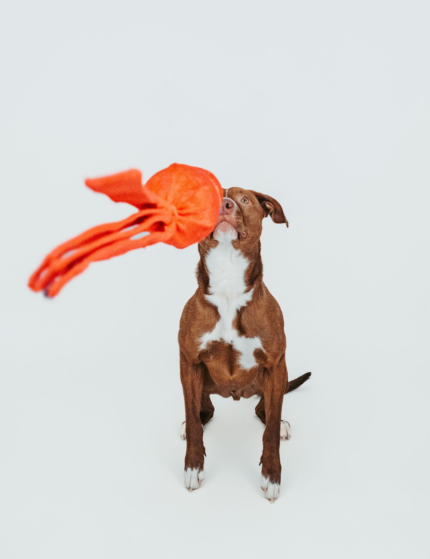 Professional pit bull dog photography in Stony Plain Alberta studio
