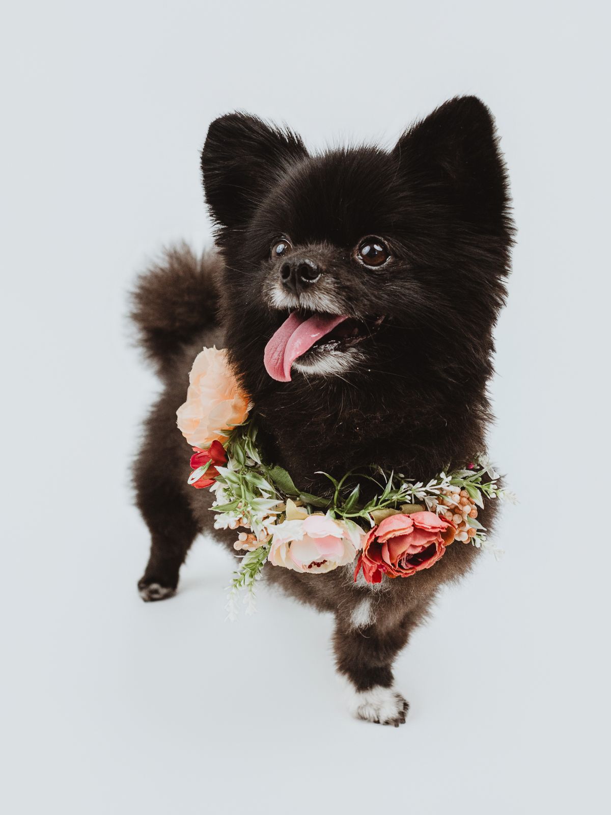 dog portrait captured by edmonton pet photographer coral konanz in her stony plain studio