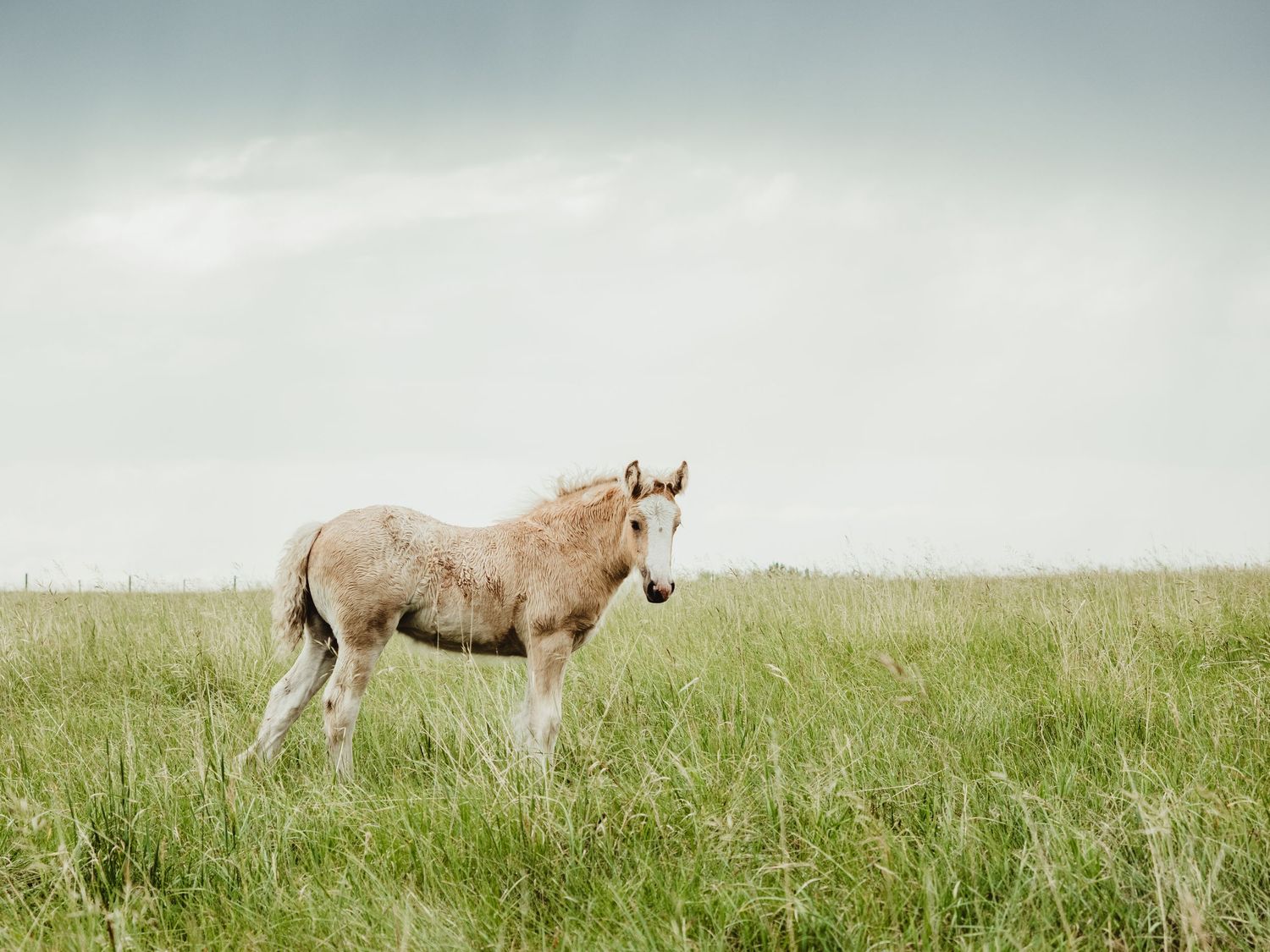 Horse portrait captured by spruce grove photographer coral konanz