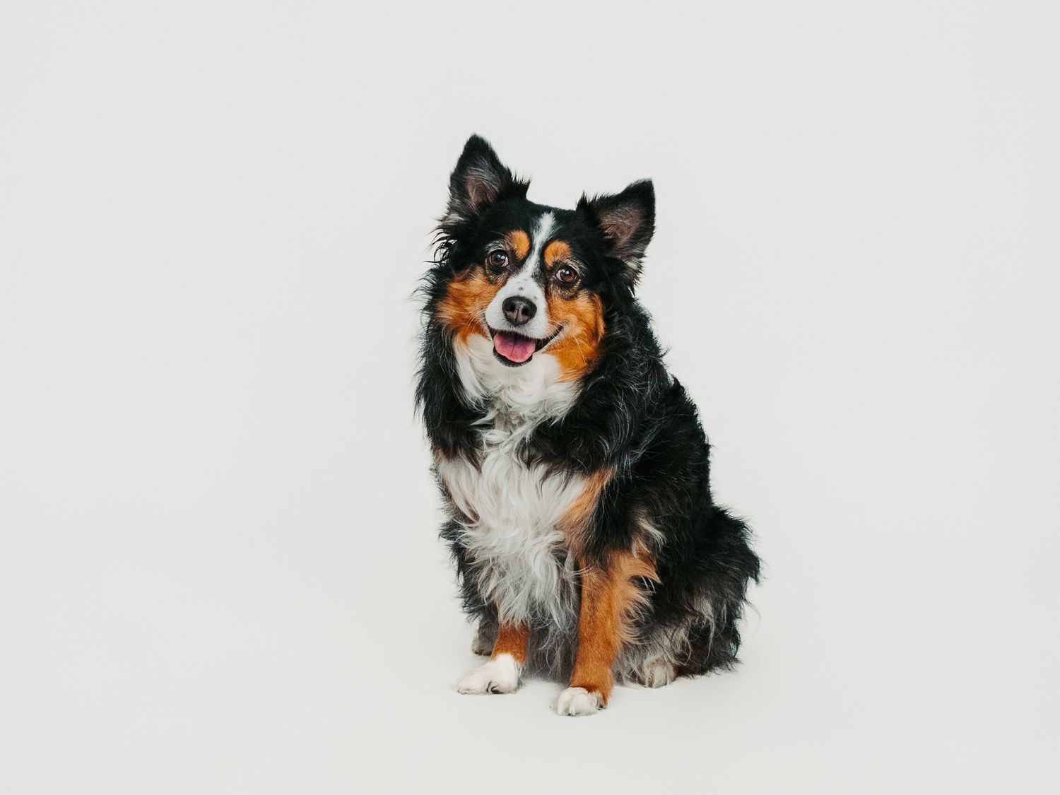 Pet photography Stony Plain - capturing your furry friends.