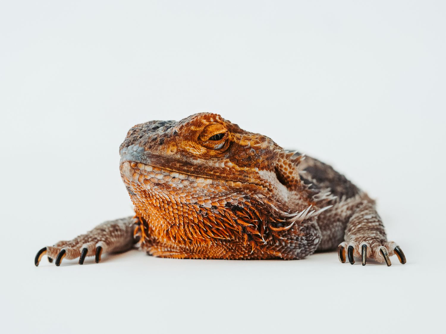 Edmonton pet photographer studio portrait of a bearded dragon photographed at The Pet Studio by Coral in Stony Plain Alberta