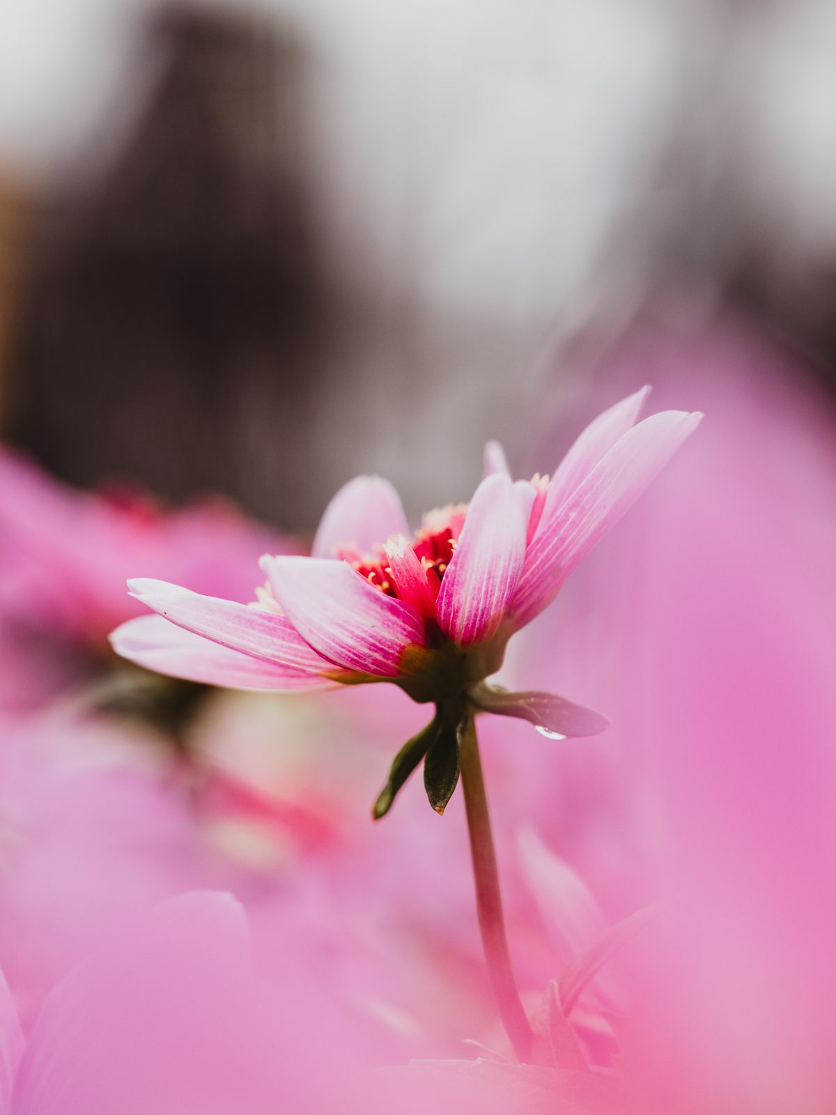 Macro Photographer, Prints available, Alberta Photographer, Creative photographer, flower photography, parkland County photographer