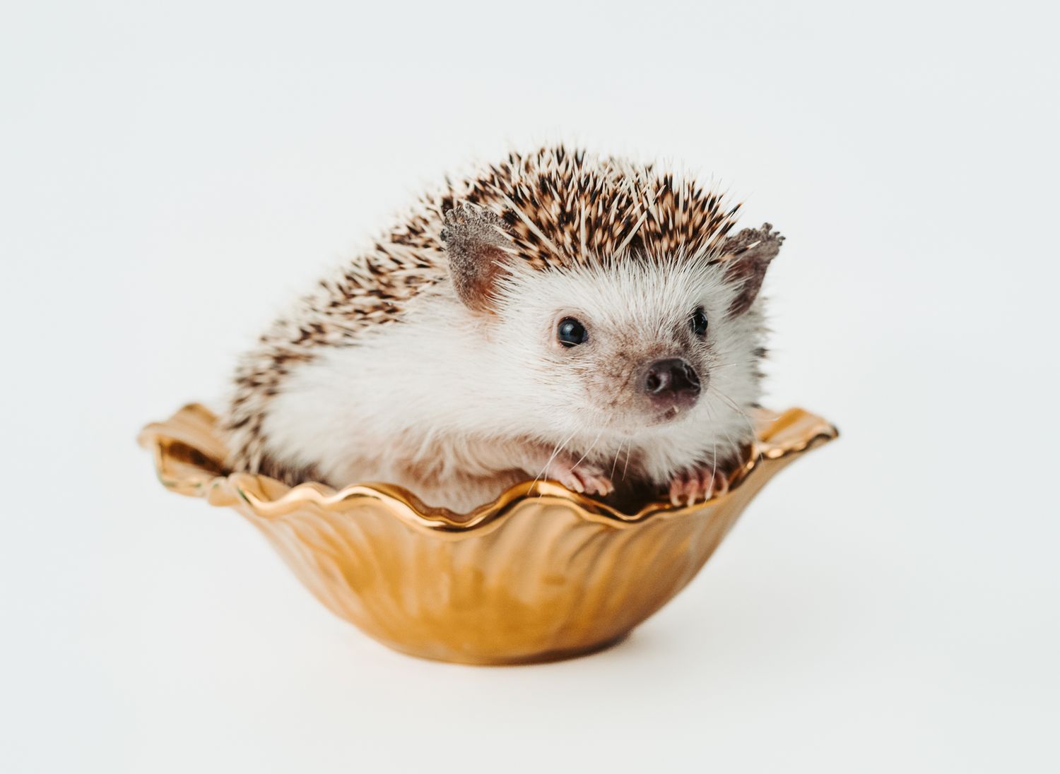 hedgehog photographed in a studio pet portrait session, by stony plain pet photographer coral konanz