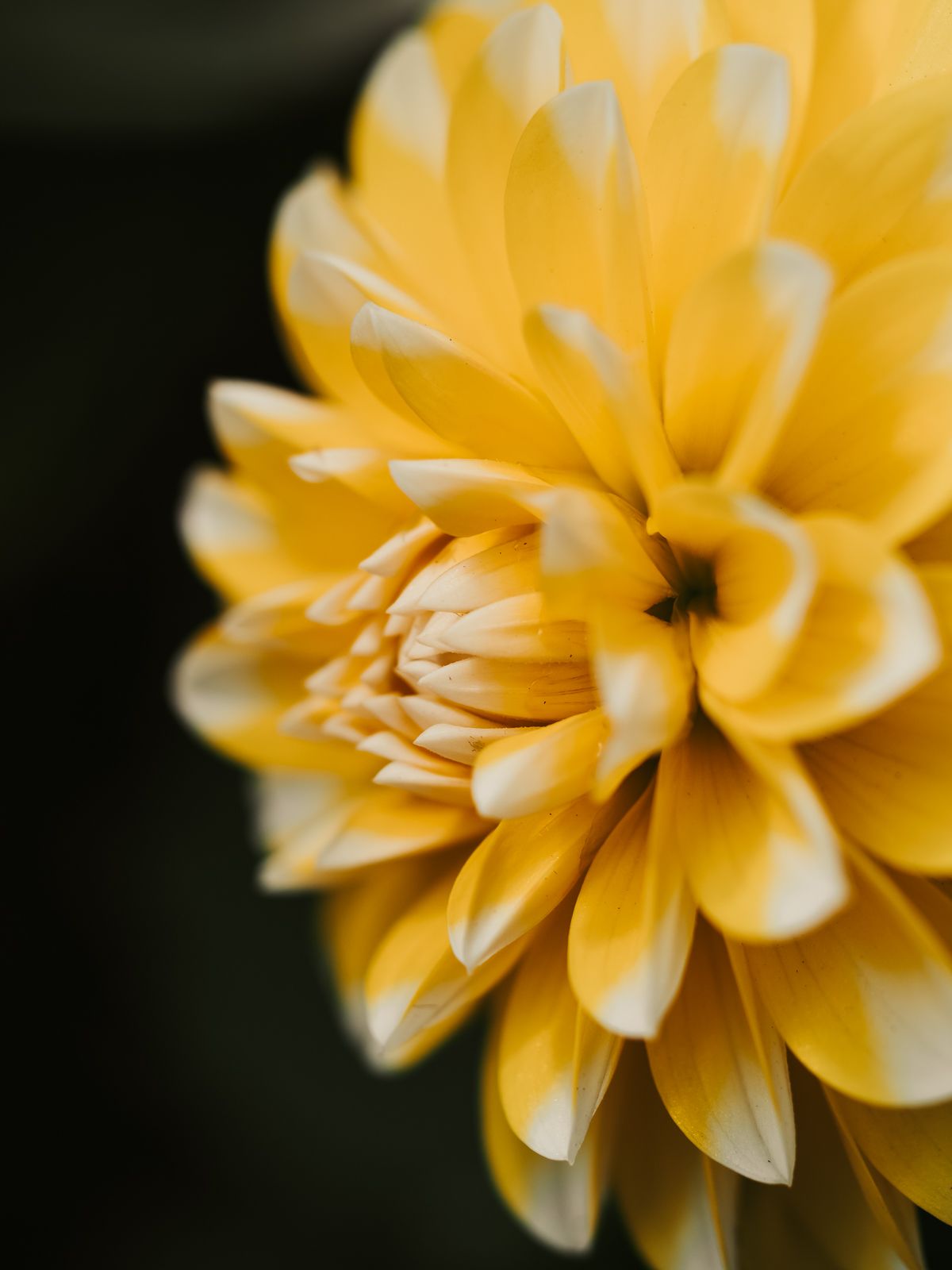 Macro Photographer, Prints available, Alberta Photographer, Creative photographer, flower photography, parkland County photographer