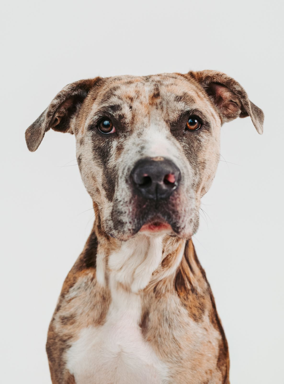 Spruce Grove and Stony Plain photographer capturing pets, families and boudoir sessions across the Edmonton area.