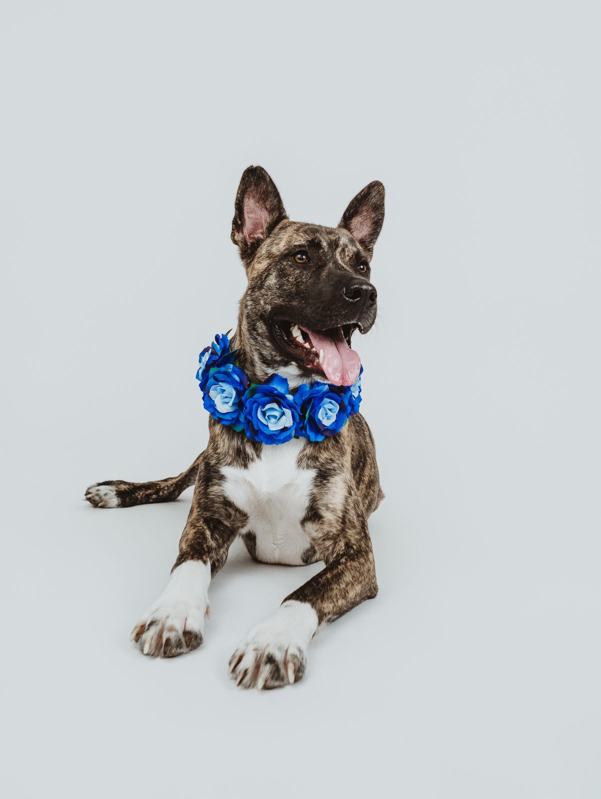 Spruce Grove and Stony Plain photographer capturing pets, families and boudoir sessions across the Edmonton area.