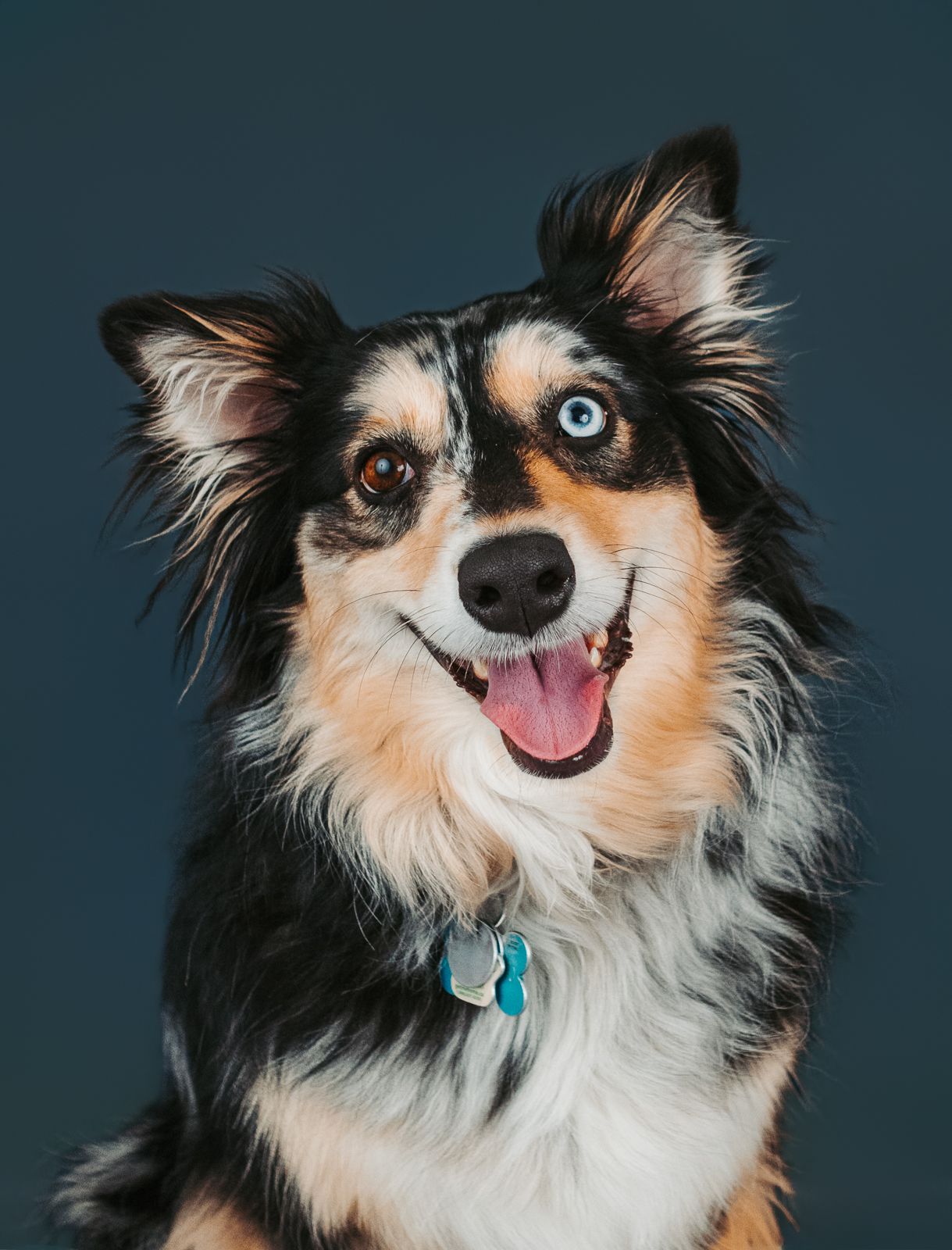 Professional dog portrait captured by a Stony Plain pet photographer