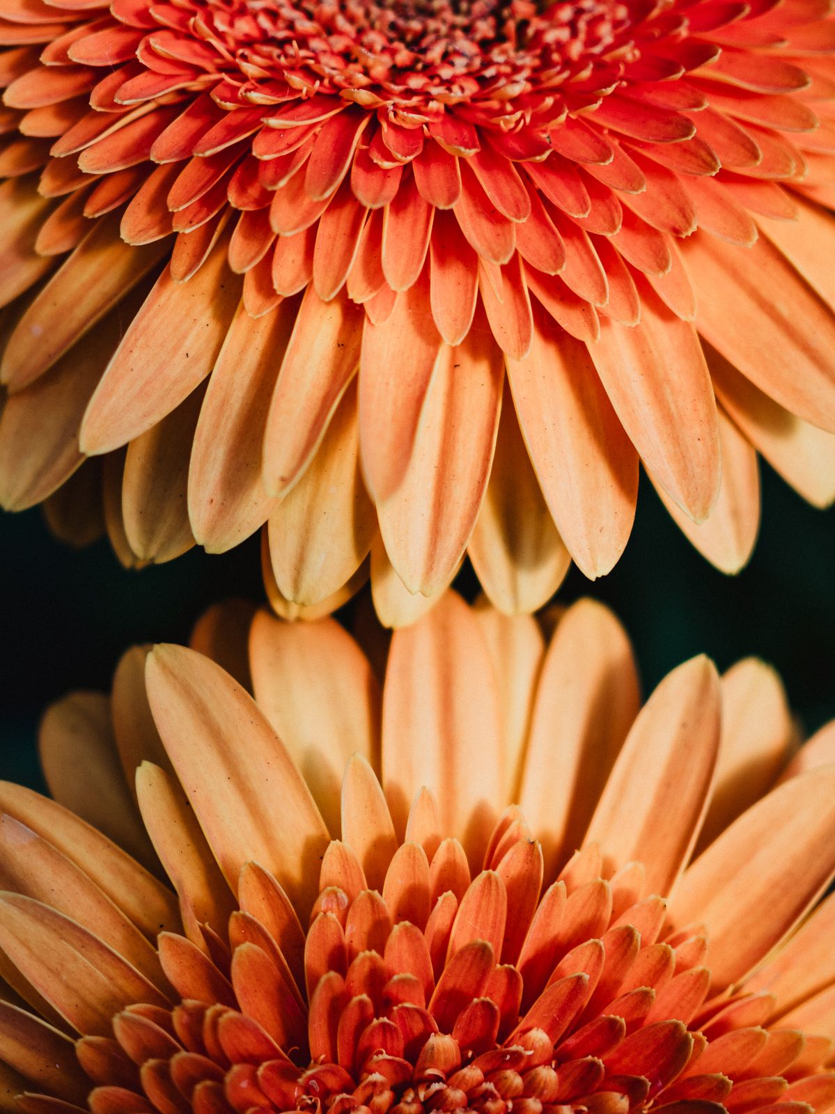Macro Photographer, Prints available, Alberta Photographer, Creative photographer, flower photography, parkland County photographer